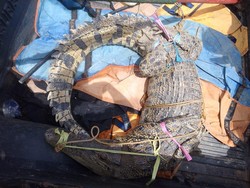 Buaya 2,5 Meter di Sulbar yang Terkam Pemuda Saat Mancing Ditangkap