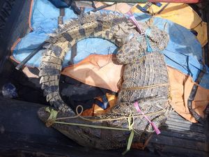 Buaya 2,5 Meter di Sulbar yang Terkam Pemuda Saat Mancing Ditangkap Buaya 2,5 Meter di Sulbar yang Terkam Pemuda Saat Mancing Ditangkap