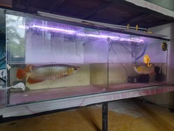 Keistimewaan Arwana Super Red yang Dimasak Pria Tanjungbalai demi Anak