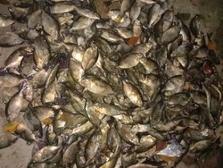 Ikan Dingkis Perlambang Kemakmuran, Jadi Incaran Jelang Imlek di Batam