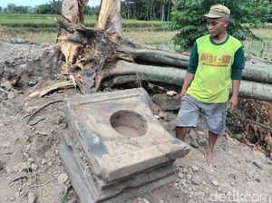 Pohon Doyo di Situs Candi Tlawong Boyolali Tumbang, 1 Yoni Pecah Pohon Doyo di Situs Candi Tlawong Boyolali Tumbang, 1 Yoni Pecah