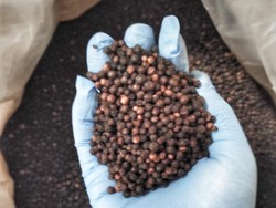 Lampung Ekspor 100 Ton Lada Hitam ke China Awal Tahun 2023