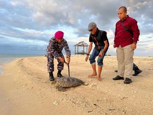 34 Penyu Selundupan Dilepasliarkan di Teluk Banyuwedang Buleleng 34 Penyu Selundupan Dilepasliarkan di Teluk Banyuwedang Buleleng