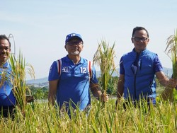 Didampingi Bima Arya, Zulhas Panen Padi di Mulyaharja Kota Bogor
