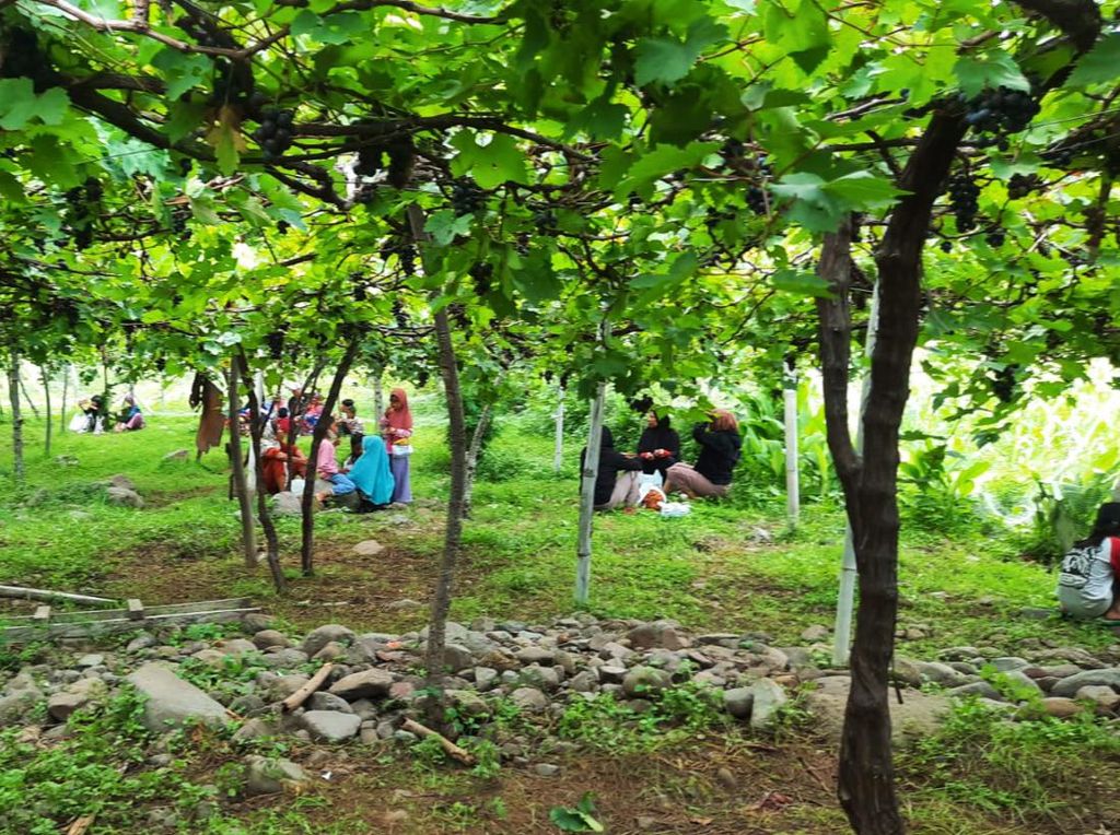 Wow! Kebun Anggur Diserbu Turis, Omzet Petani Karangasem Tembus Rekor