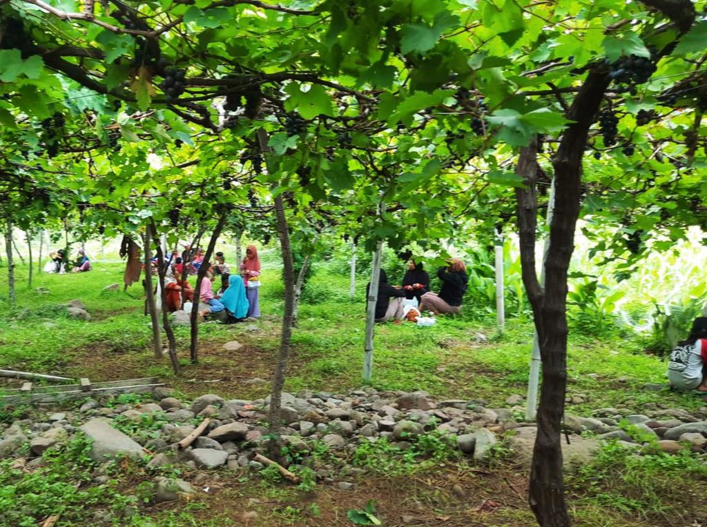 Wow! Kebun Anggur Diserbu Turis, Omzet Petani Karangasem Tembus Rekor Wow! Kebun Anggur Diserbu Turis, Omzet Petani Karangasem Tembus Rekor