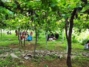 Wow! Kebun Anggur Diserbu Turis, Omzet Petani Karangasem Tembus Rekor Wow! Kebun Anggur Diserbu Turis, Omzet Petani Karangasem Tembus Rekor