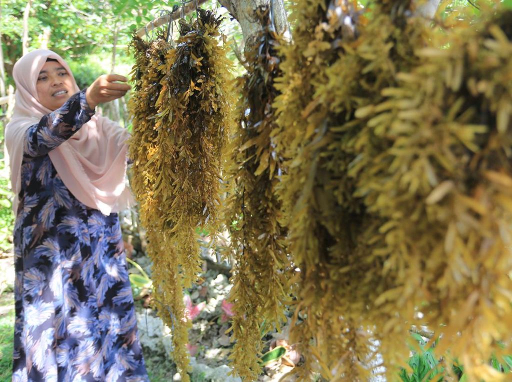 Menyulap Rumput Laut Jadi Teh Herbal di Aceh Barat