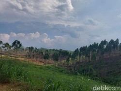 Kemenag Bakal Dirikan Madrasah Terpadu di IKN