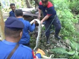 Ular Piton 4 Meter di Parepare Ditangkap Warga saat Memangsa Seekor Ayam