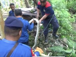 Ular Piton 4 Meter di Parepare Ditangkap Warga saat Memangsa Seekor Ayam