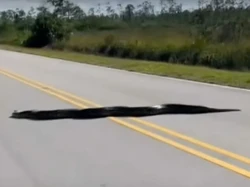 Ngeri, Fotografer Abadikan Ular Piton 5 Meter Nyebrang Jalan