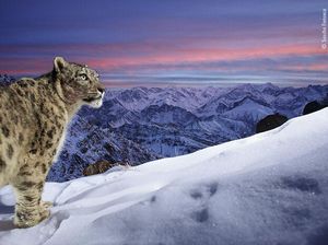 Karya Luar Biasa Jawara Kontes Foto Hewan Liar, Bikin Terkesima