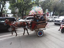 Jadi Kusir Delman Ternyata Nggak Cuma Modal Dengkul, Butuh Keahlian Khusus!