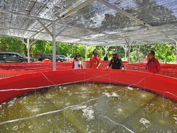 Anak Muda Binaan BIN Dorong Budi Daya Nila Sistem Bioflok di Papua