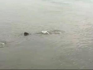 6 Ekor Hiu Tutul Menari Hibur Warga di Dermaga Panarukan Situbondo