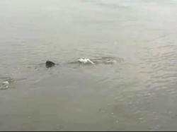 6 Ekor Hiu Tutul Menari Hibur Warga di Dermaga Panarukan Situbondo