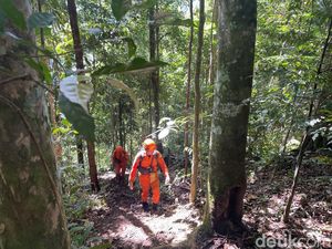 Nihil Pencarian Pria Hilang Misterius Usai Cari Kayu Bakar di Hutan Madina
