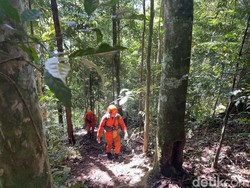 Nihil Pencarian Pria Hilang Misterius Usai Cari Kayu Bakar di Hutan Madina