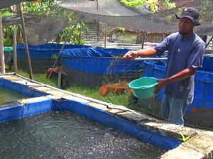 Buruh Pabrik Lamongan Korban PHK Sukses Ternak Lele Beromzet Puluhan Juta
