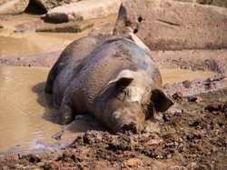 Harga Daging Babi di Bali Turun, Gara-gara Isu Demam Afrika di NTT?
