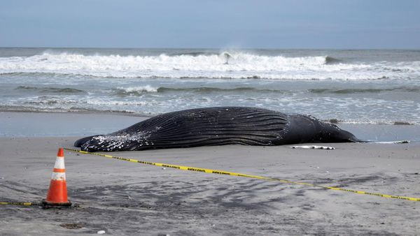 Dalam Sebulan, 7 Paus Mati Terdampar di Pantai AS