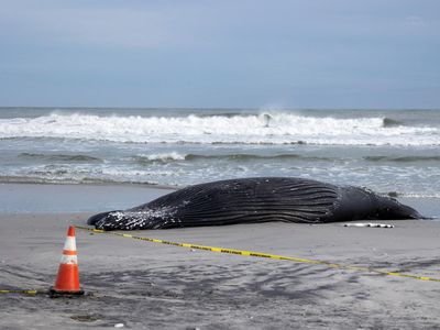 Dalam Sebulan, 7 Paus Mati Terdampar di Pantai AS