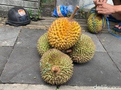 Menikmati Durian di Patuk Gunungkidul, Harga di Kebun Mulai Rp 30 Ribu