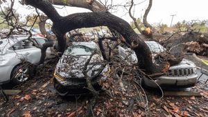 Mobil-mobil di California Ringsek Tertimpa Pohon Tumbang
