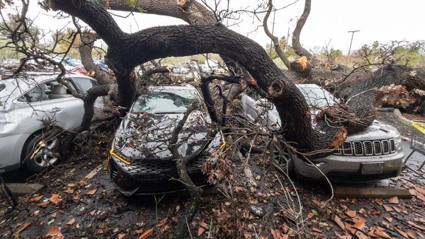 Mobil-mobil di California Ringsek Tertimpa Pohon Tumbang