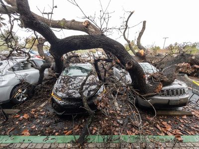 Mobil-mobil di California Ringsek Tertimpa Pohon Tumbang