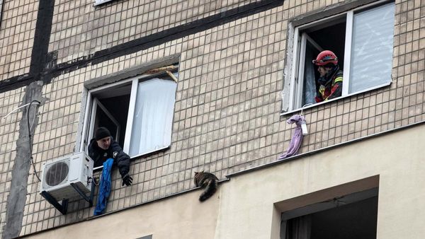 Momen Penyelamatan Kucing Terjebak di Apartemen yang Diserang Rusia