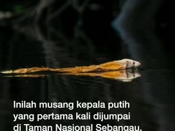 Sejarah, Musang Kepala Putih Tertangkap Kamera di Kalteng