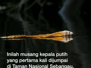 Sejarah, Musang Kepala Putih Tertangkap Kamera di Kalteng Sejarah, Musang Kepala Putih Tertangkap Kamera di Kalteng