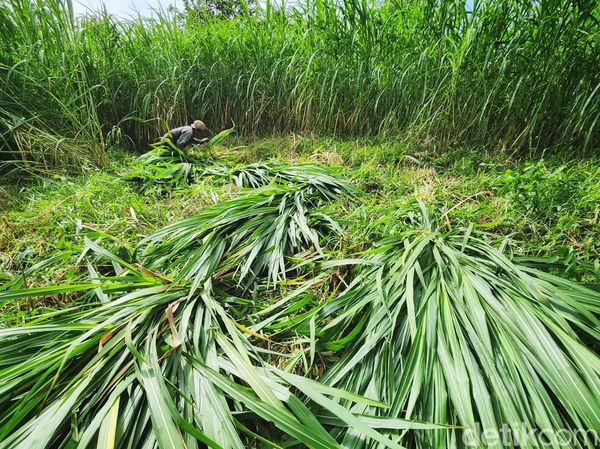 Panen Pakchong, Rumput Raksasa yang Disukai Sapi