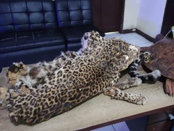 Jual Potongan Tubuh Macan Tutul di FB, Pemuda di Bekasi Ditangkap