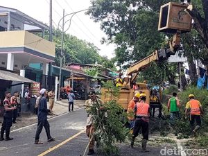 Rawan Kecelakaan, Pohon di Ruas Palabuhanratu Sukabumi Ditebang