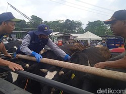 Pemkab Boyolali Cek Pasar Hewan Jelok, Temukan Sapi-sapi Bergejala LSD