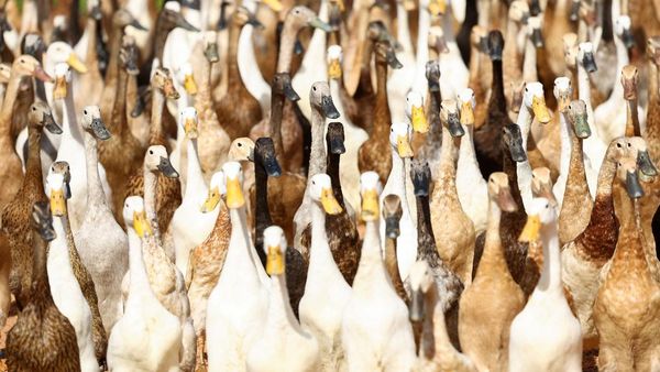 Aksi Kawanan Bebek Pembasmi Hama di Kebun Anggur Afrika Selatan