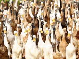 Aksi Kawanan Bebek Pembasmi Hama di Kebun Anggur Afrika Selatan