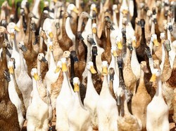 3 Hari Pria di Langkat Langsir 850 Bebek Curian Naik Motor