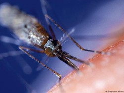Waspada! Malaria Resisten Obat Artemisinin Muncul di Afrika