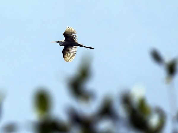 Yuk! Lihat Sensus Burung Air di Jakarta