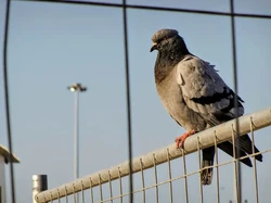 Canggih atau Jadul? Napi di Kanada Selundupkan Narkoba Pakai Merpati