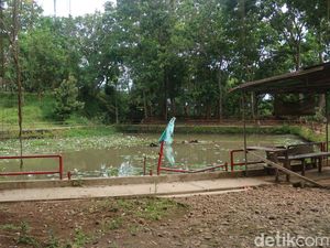 Ternyata Begini Kejadian Awal Ekskavator Terjebak di Danau Kebun Buah Mangunan