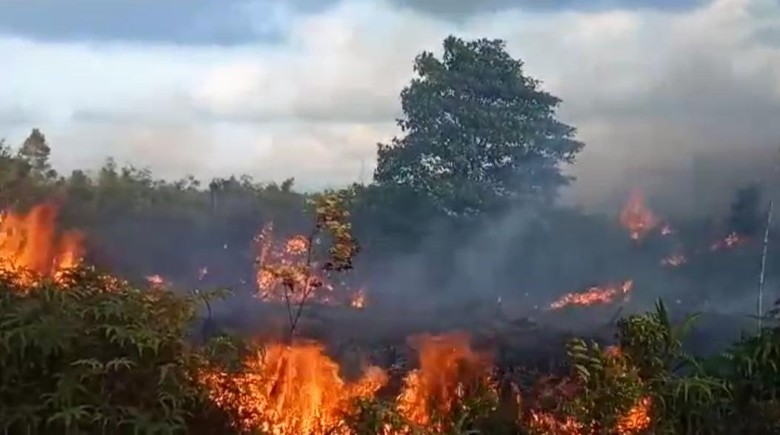 100 Hektare Hutan di Natuna Terbakar, Asap Tebal Ganggu Jarak Pandang