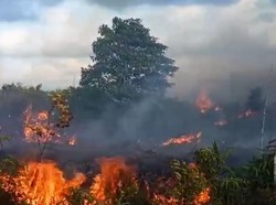 100 Hektare Hutan di Natuna Terbakar, Asap Tebal Ganggu Jarak Pandang
