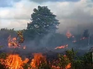 100 Hektare Hutan di Natuna Terbakar, Asap Tebal Ganggu Jarak Pandang 100 Hektare Hutan di Natuna Terbakar, Asap Tebal Ganggu Jarak Pandang