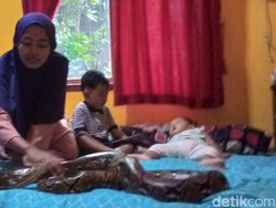 Kala Ular Piton Jadi Teman Bermain Balita dari Pasutri Kuningan