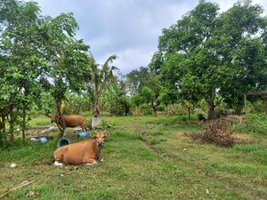 Melihat Lahan 154 Ha, Disebut Calon Bandara Bali Utara